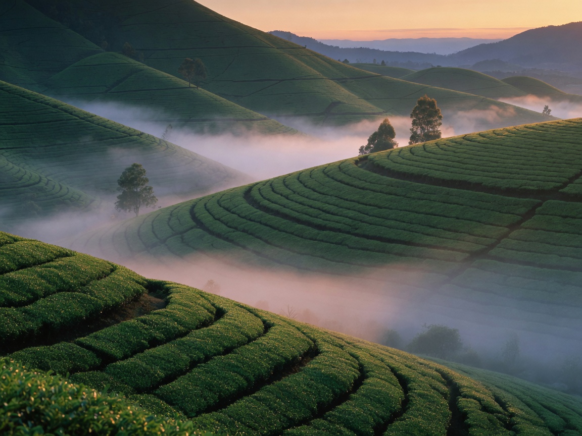 Tea fields.